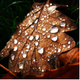 Illustration for article titled 76 Stunning Photos Of Fall Leaves